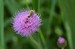 DSC_0185_01.JPG