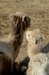 DSC_3895.JPG